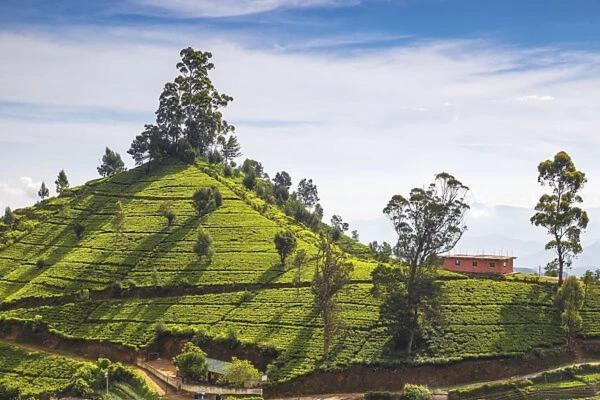 Green Mount View Two Bed Room Apartment Nuwara Eliya Zewnętrze zdjęcie